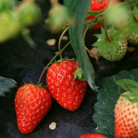 哪个时候最适合种草莓