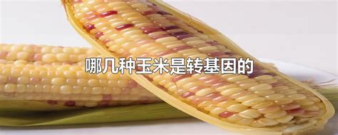 哪几种玉米是转基因的