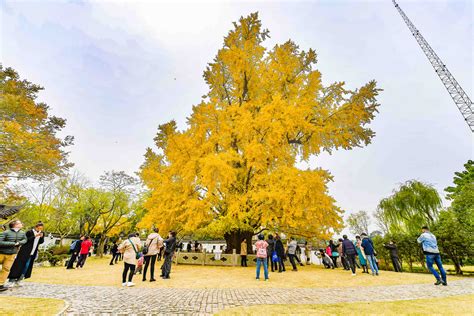 商丘最古老的银杏树历史