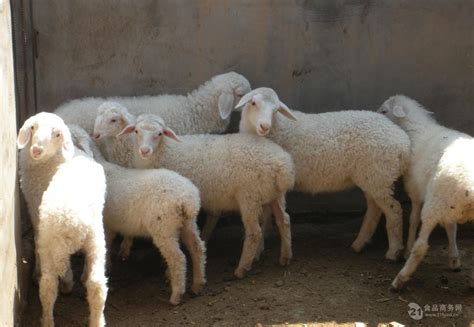 商丘活羊的价格是多少元一斤