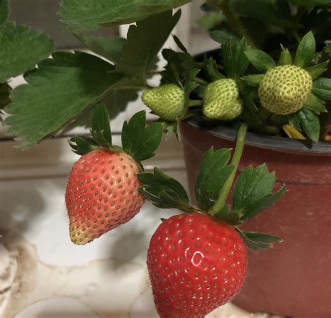 四季草莓籽怎么种植