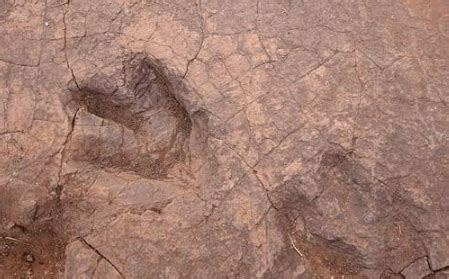 四川发现恐龙足迹可能吗