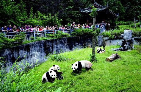 四川雅安大熊猫基地
