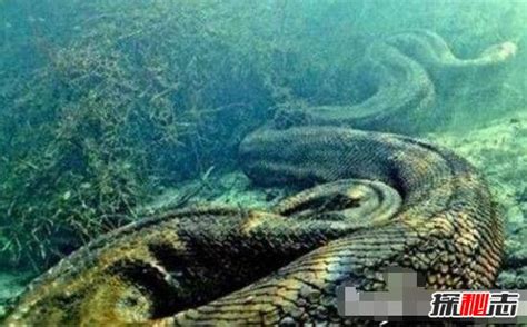 四川50米长巨蛇之谜