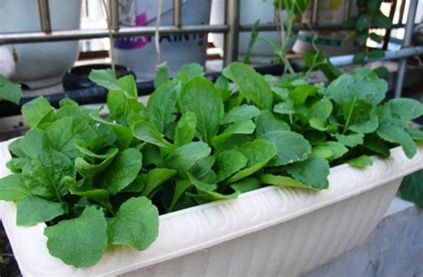 四月份阳台可以种什么蔬菜最合适