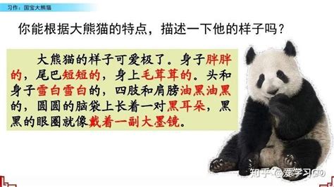 国宝大熊猫作文300字三年级
