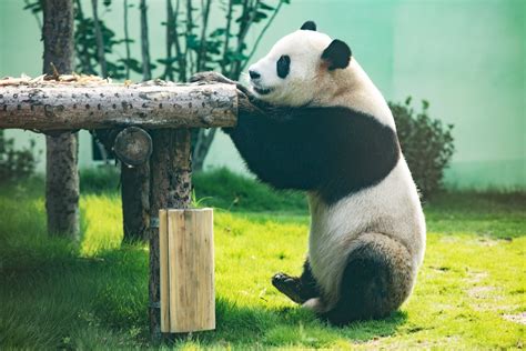 国宝大熊猫200字