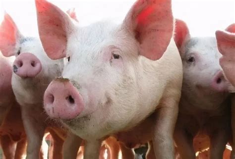 国家发改委对猪价调控情况