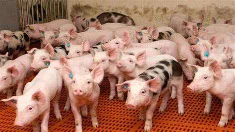 国家发改委表示猪价稳步回升