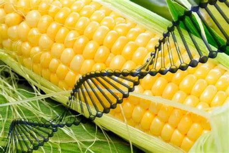 国家批准的国产转基因玉米种子