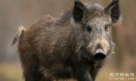 国家解除野猪二级保护令吗