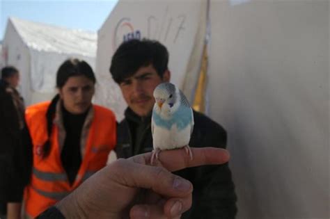 土耳其地震救出来的鹦鹉