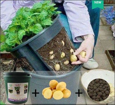 土豆怎么栽种