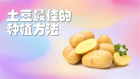土豆栽培方法