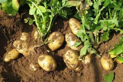 土豆的种植和生长