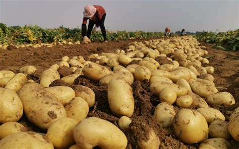 土豆种植整个过程视频