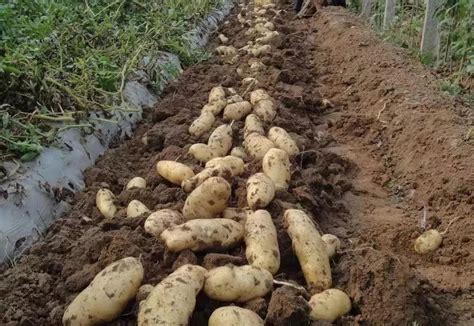 土豆高产种植技术视频