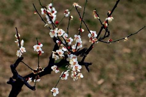 地栽梅花树的养护管理