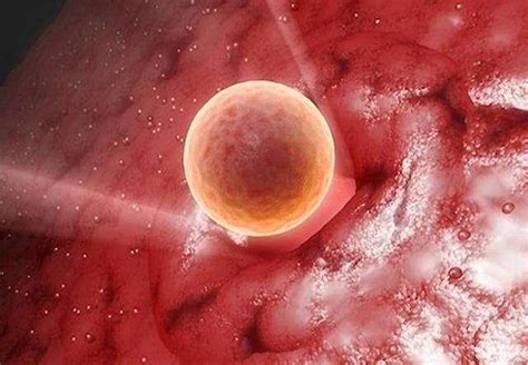 多久能看出胚胎存活