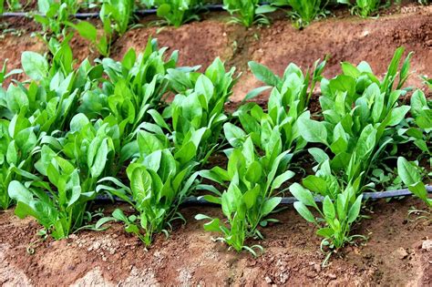 大叶菠菜的种子种植方法