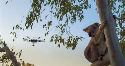 大学生用无人机救保护动物