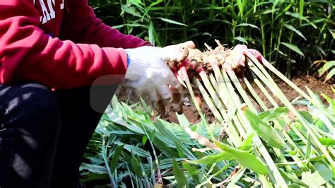 大棚生姜种植全套技术视频