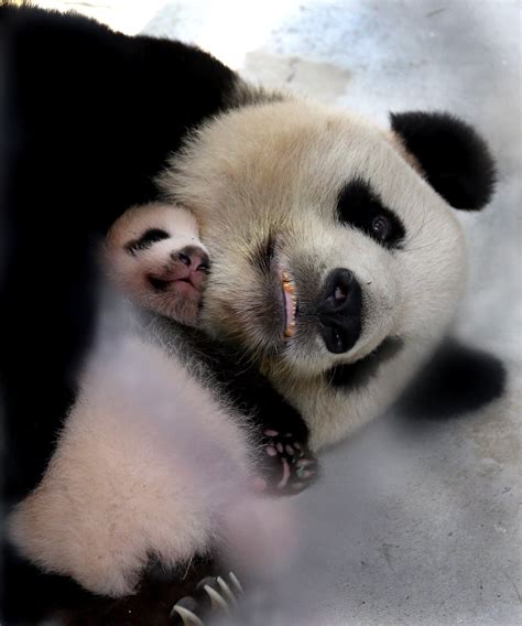 大熊猫宝新是不是送美国去了