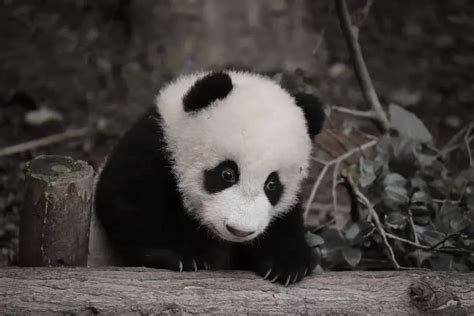 大熊猫宝新死亡原因初步判定