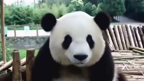 大熊猫搞笑视频