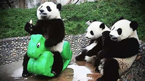 大熊猫搞笑视频笑得肚子疼