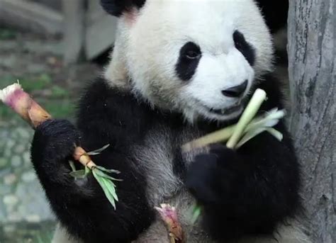 大熊猫的习性有哪些