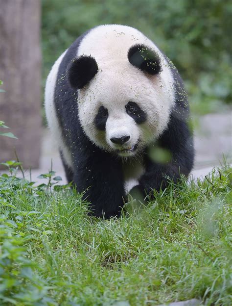 大熊猫的外形特点50字