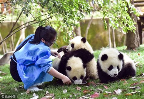 大熊猫饲养员什么学历才能应聘
