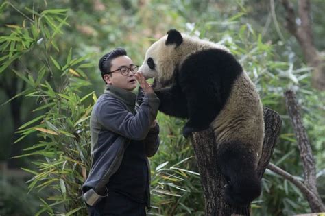大熊猫饲养员在哪报名
