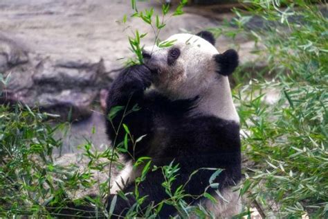 大熊猫香香回到四川成都