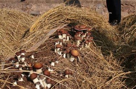 大球盖菇的种植方法