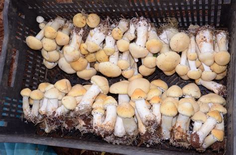 大球盖菇的种植特点