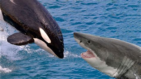 大白鲨和虎鲸体型对比