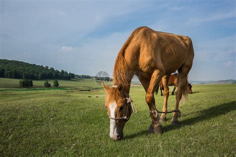大草原上的瘦马