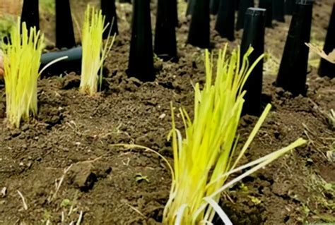 大规模韭黄种植方法