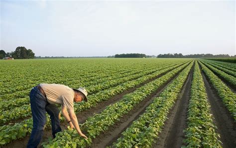 大豆丰产栽培方案