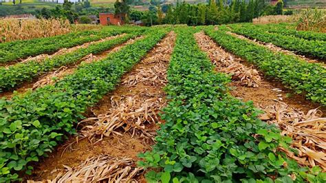 大豆高产种植技术要点