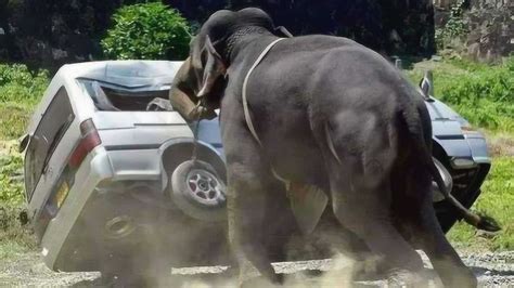 大象发怒攻击汽车