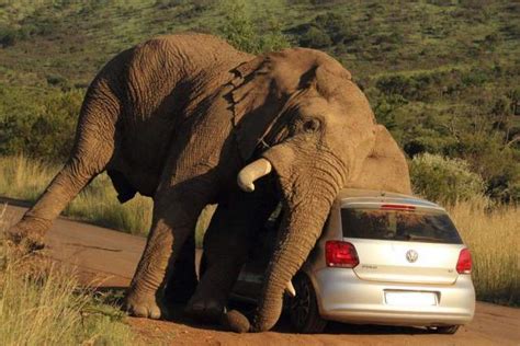 大象撞到卡车