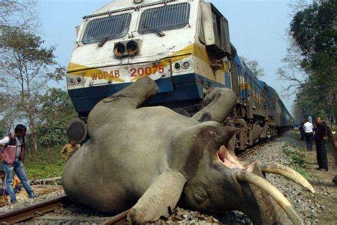 大象过马路小象被撞到
