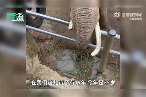 大象还回游客掉落鞋子