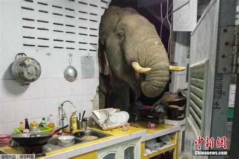 大象闯入餐厅找食物