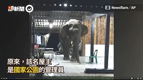 大象闯进民宅后续