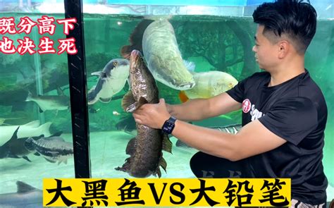 大铅笔鱼vs黑鱼视频