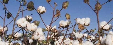大青棉花种植方法